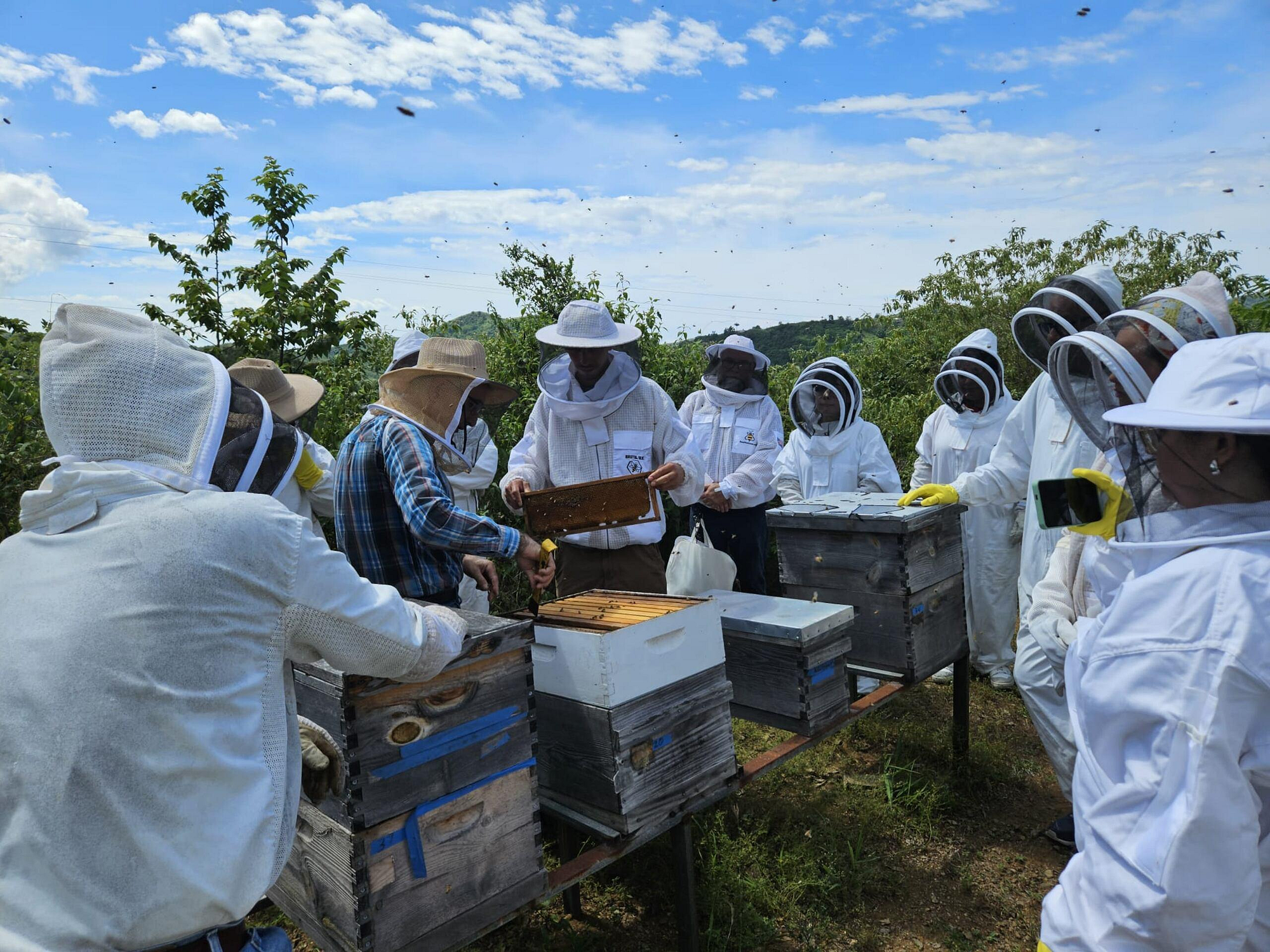 Beekeeping in Africa