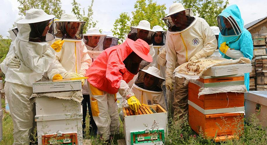 Beekeeping in Africa